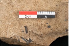Foto (Detailansicht) von Pinus palaeostrobus Ettingshausen (NHMW-GEO-2024-0188-8264)
